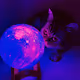 Cat and the moon