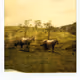 Eerie Polaroids