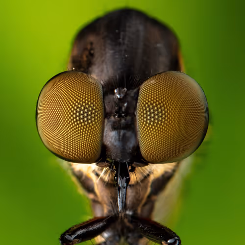 Lilliput - The Unseen World Of Macro