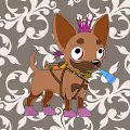 Cute Chihuahua Club