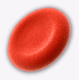 Red blood cell
