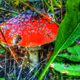 Nature - yGDMesSPfY
