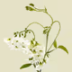 FLOVVERS FLOWER "LOVERS"