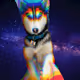 Husky moods collection
