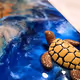 The Turtle River Collection