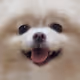 songhwa