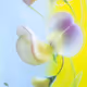 FLEURS - a1111ac011d0