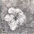 ROFZ Studio - The Flora Collection