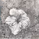 ROFZ Studio - The Flora Collection