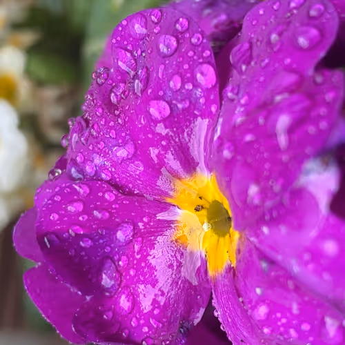 Flower Collection#My_slice_ofparadice