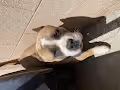 Pocket Bullies