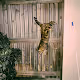 A day in the life of animals - old