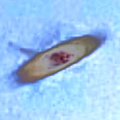 Encapsulated flying saucer