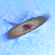 Encapsulated flying saucer