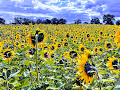 100 sunflowers