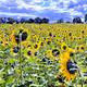 100 sunflowers