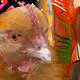 Glitchy Hen