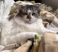 July, the Feline - old