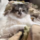 July, the Feline - old