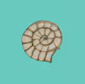 Ammonite Gangster