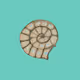 Ammonite Gangster