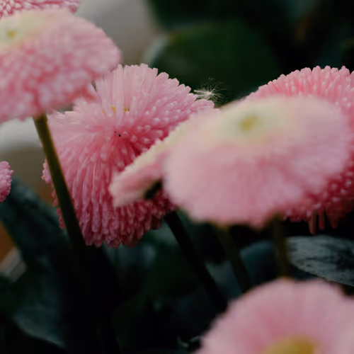 Editions - Alina Trifan