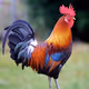 JustACock