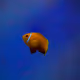 FIsHY THiNGS