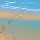 Sky, Sand, & Sea Collection