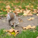 Wildlife_0.1