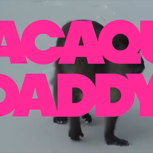 Macaque Daddy