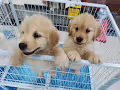 cute and lovely animals