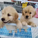 cute and lovely animals