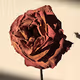 Forgotten Forever