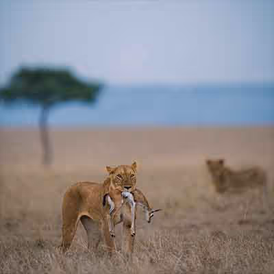 Animal Kingdom by Madhur Nangia