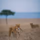 Animal Kingdom by Madhur Nangia