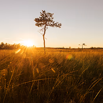 Special Editions by popsto