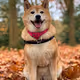 Ven Shiba NFT