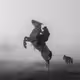 Wild Horses & Cowboys