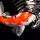 Koi's Blessing