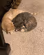 Krazy Cats NFT