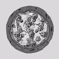 FK (deprecated)