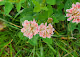 Beautiful Weeds