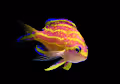 MS Paint - Rare Fish