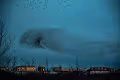 Birds_of_Istanbul
