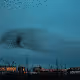 Birds_of_Istanbul