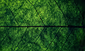 Floki's NFT