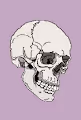 Crypto Skull By Bombard