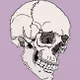 Crypto Skull By Bombard