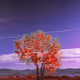 Lonesome Trees